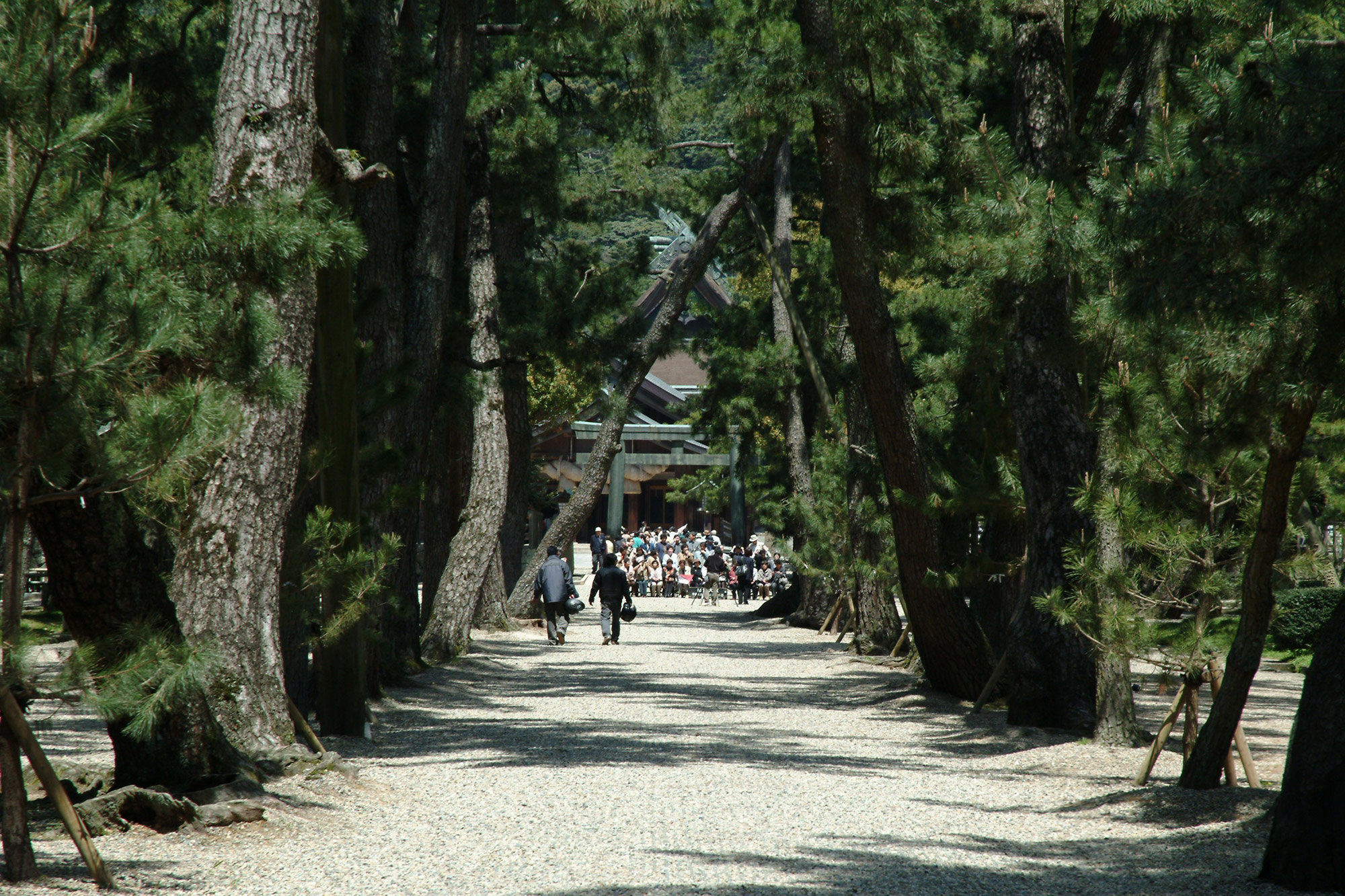 出雲大社　「参道の松」