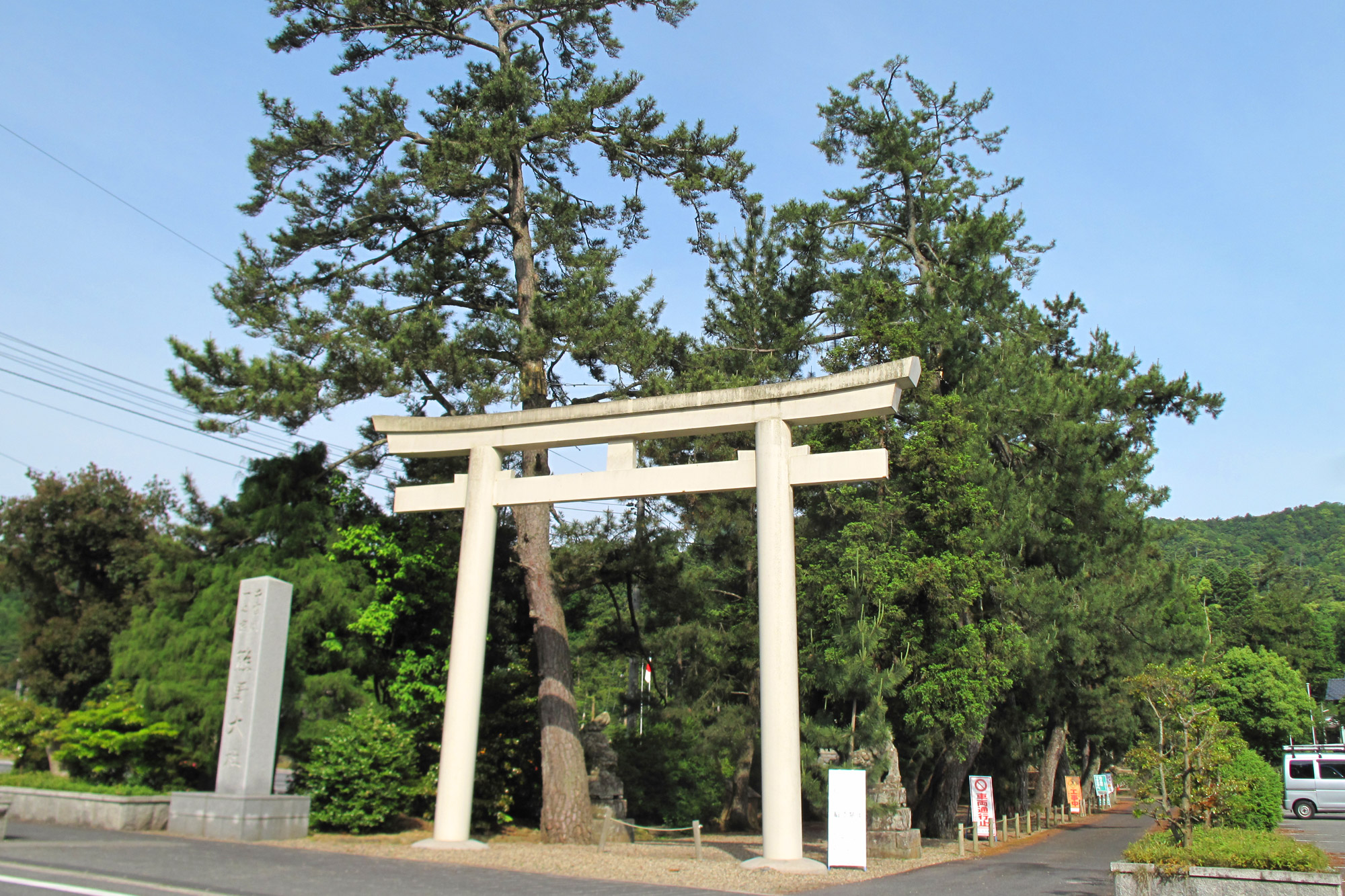 熊野大社　「参道の松」