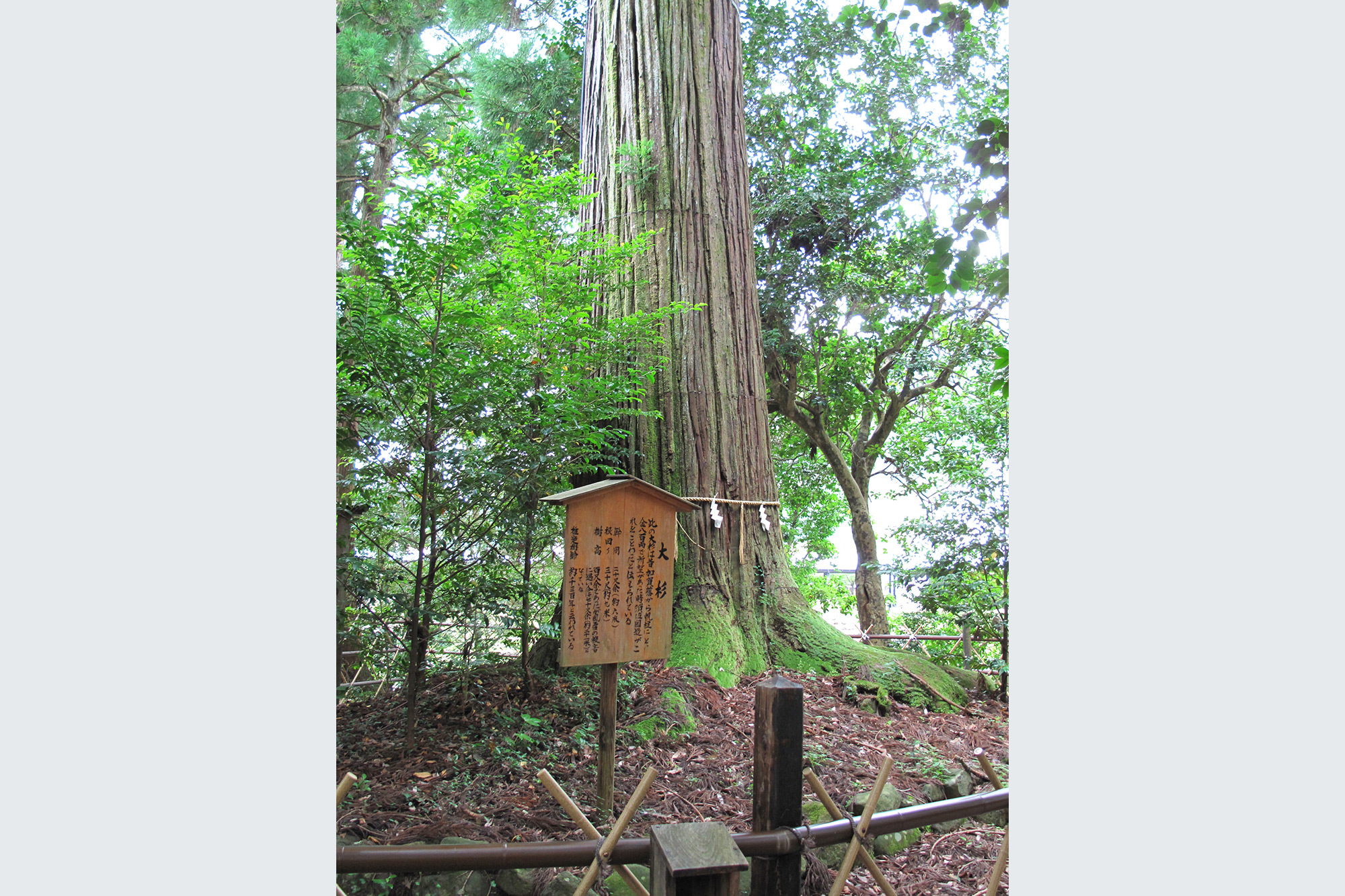 須佐神社　「大杉」