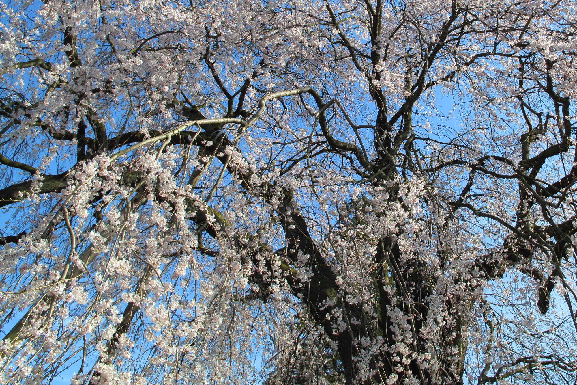 段部のしだれ桜