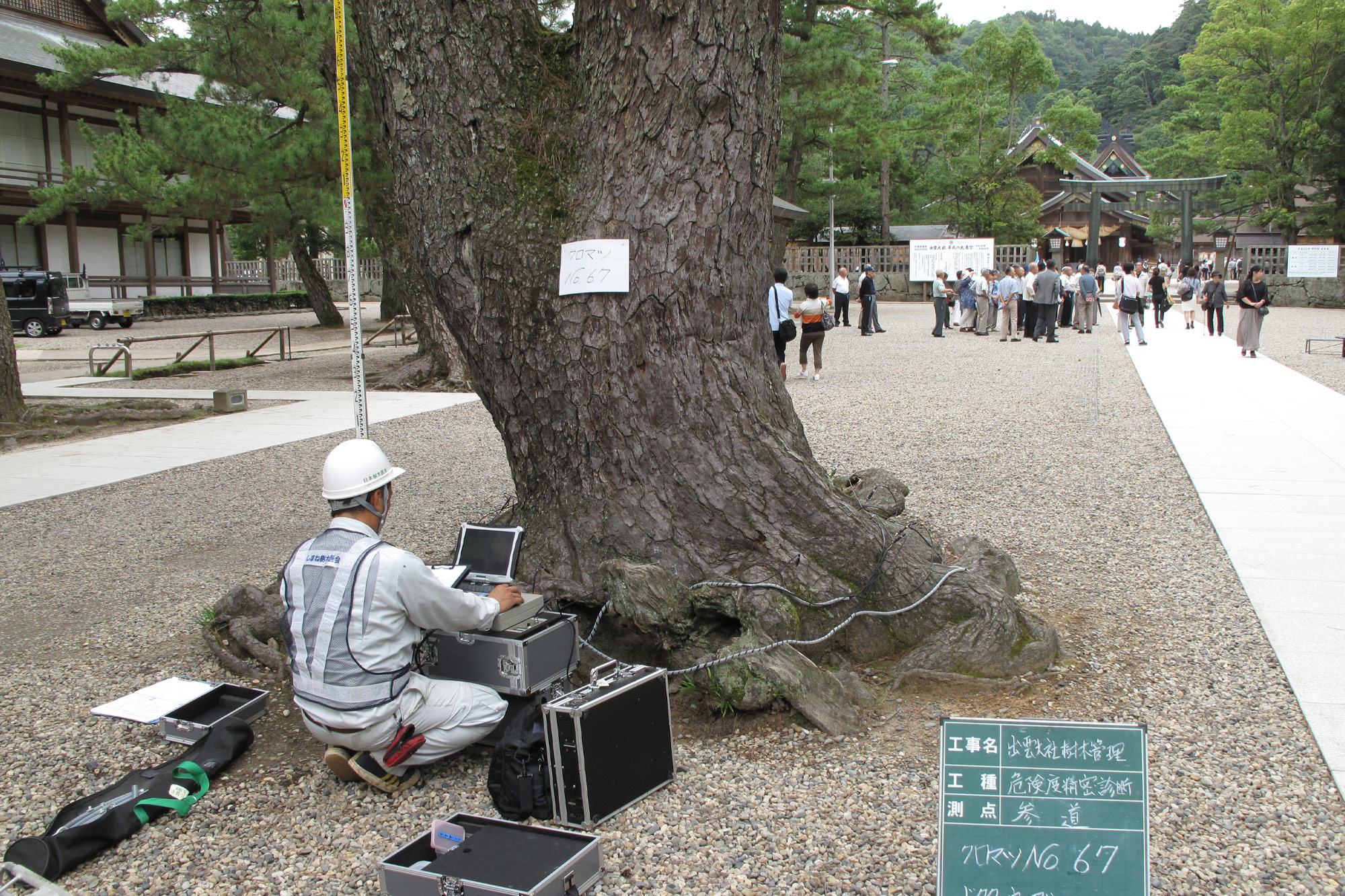 出雲大社「参道の松」の樹勢診断